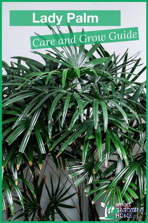 Lady Palm Plant, Lady Palm Outdoor, Broadleaf Lady Palm, Raphis Palm, Rhapis Palm, Kitchen Window Plants, Palm Plant Care, Lady Palm, Palm Plants