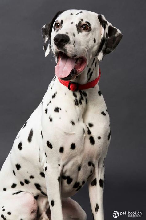 Wow! Spotty Dog, Spotted Dog, Dalmatian Puppy, Dalmatian Dog, Dalmatian Dogs, Big Animals, Dog Rules, Dogs Of The World, Cute Cats And Dogs