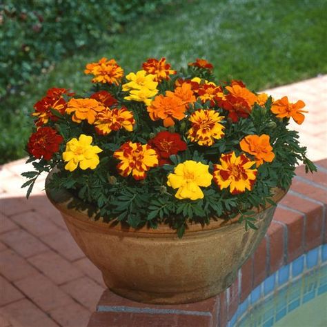 Chrysanthemum Seeds, Cabbage Plant, Seed Pack, Best Indoor Plants, Marigold Flower, Pollinator Garden, Chrysanthemum Flower, Summer Plants, Blooming Plants