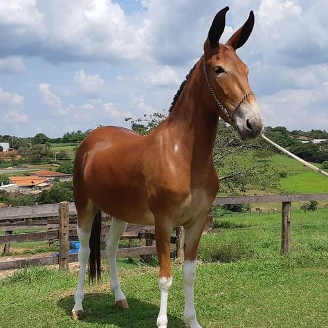 𝕄𝕌𝕃𝔸𝔻𝔼𝕀ℝ𝕆𝕊 𝕆𝔽𝕀ℂ𝕀𝔸𝕃 ®’s Instagram profile post: “#MULADEIROSOFICIAL” Muar, Donkeys, Country Life, Cowboy, Instagram Profile, Horses, Animals, Instagram