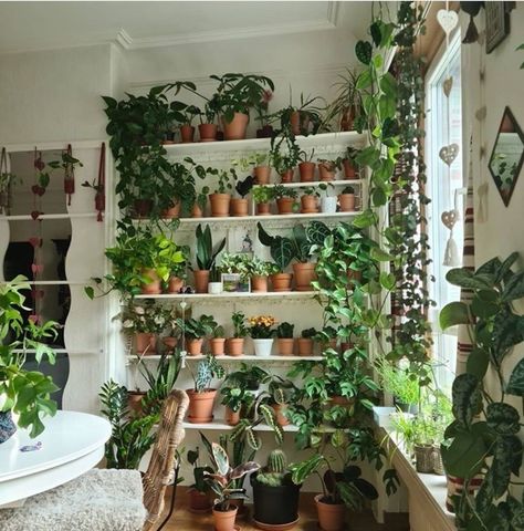 50+ Plant Shelf Ideas For Your Home - The Wonder Cottage Plant Aesthetics, Interior Inspiration Living Rooms, Plant Shelfie, Plant Storage, Indoor Plant Wall, Plant Indoor, Budget Home Decorating, Big Plants, Plant Aesthetic