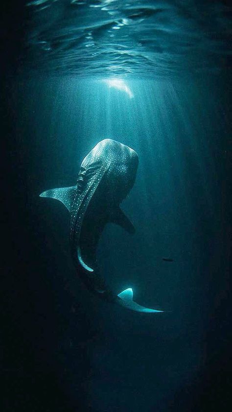 Whale shark Wallpaper Whale, Animals Amazing, Underwater Photos, A Whale, Deep Blue Sea, Whale Shark, Beautiful Ocean, Ocean Creatures, Underwater Photography