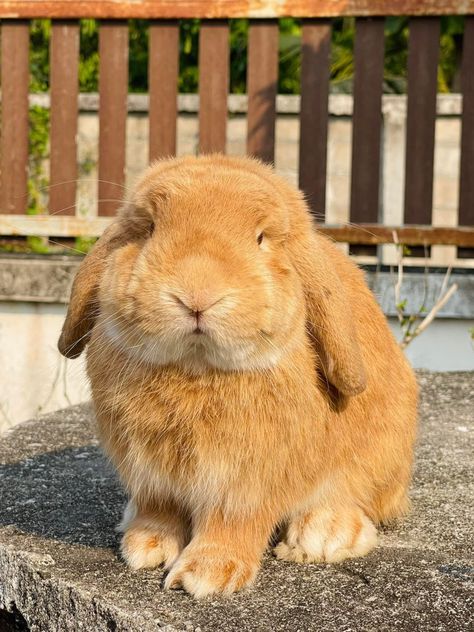 Golden Bunny, Yellow Rabbit, Golden Rabbit, Cute Bunny Pictures, Bunny Pictures, Marine Biology, Cute Little Animals, Cute Bunny, Rabbits