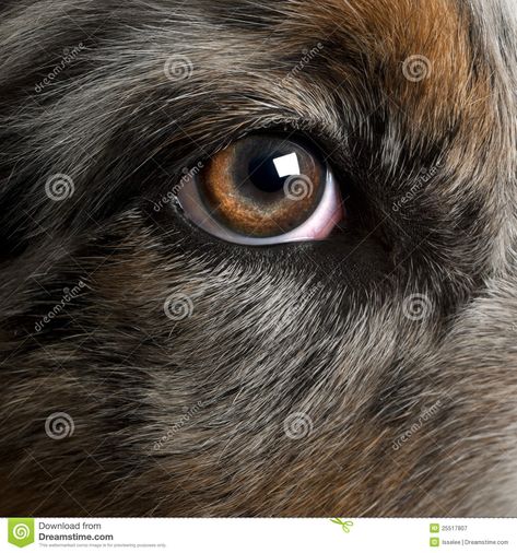 Dog's Eye Close-up Royalty Free Stock Photography - Image: 31733787 Eye Side View, Dog Face Drawing, Dog Portraits Painting, Dog Anatomy, Eye Close Up, King Charles Dog, Journaling Inspiration, Dog Nose, Up Dog