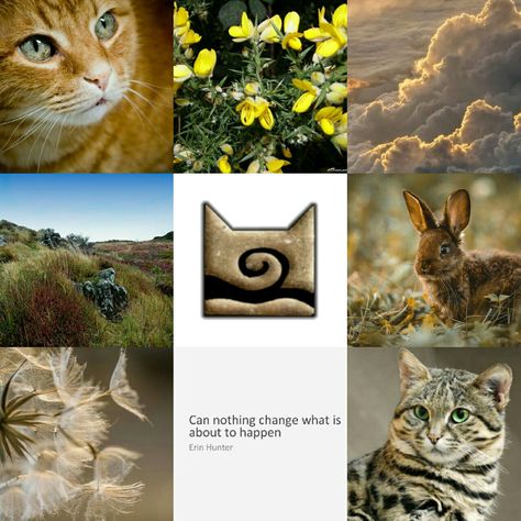 Warrior Cats Books Aesthetic, Warrior Cat Aesthetic, Warrior Cats Windclan, Windclan Aesthetic, Wc Aesthetic, Warrior Cats Aesthetic, Cute Cat Aesthetic, Warrior Cats Clans, Warriors Erin Hunter