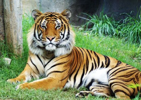 Indochinese Tiger, Omaha Zoo, Tiger Habitat, Tiger Species, Tiger Facts, Malayan Tiger, Palm Fruit, Real Animals, Sumatran Tiger