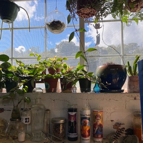 Windowsill Garden Indoor, Windowsill Garden Aesthetic, Plants By Window, Window Plants Indoor, Plant Windows, Windowsill Aesthetic, Plants On Window Sill, Basil Plant Indoors, Plants Windowsill