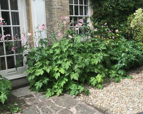 Anemone Anemone Japonica, Anemone Hupehensis, Rose Simple, Japanese Anemone, China Lights, Brown House, Flower Stems, Unusual Plants, Ornamental Trees