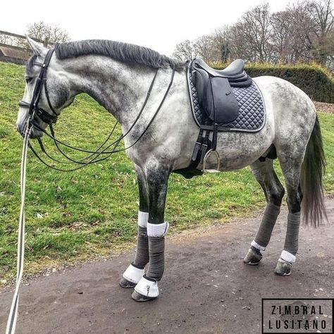 Lusitano Stallion, Dapple Grey Horses, Gray Horse, Beautiful Horse Pictures, Horse Inspiration, Horse Fashion, Horse Dressage, Most Beautiful Horses, Grey Horse