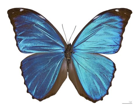 Morpho menelaus - Wikipedia Morpho Azul, Morpho Menelaus, Borboleta Tattoo, Bluebird Tattoo, Most Beautiful Butterfly, African Antelope, Insect Photos, Real Butterfly Wings, Blue Morpho Butterfly