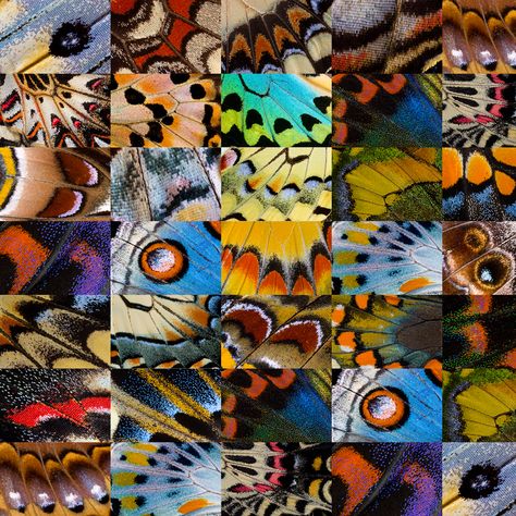 Butterfly wing grouping photograph and design by:  Darrell Gulin Butterfly Wing Pattern, Butterfly Wings Art, Butterfly Wings Pattern, Butterfly Wing, Gcse Art, A Level Art, Butterfly Art, Patterns In Nature, Art Block