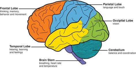 areas of the brain labeled with their major functions. Frontal lobes: thinking, memory, behavior, movement. Temporal lobes: hearing, learning, feelings. Brain stem: breathing, heart rate, temperature. Cerebellum: balance, coordination. Occipital lobes: vision. Parietal lobes: language, touch. Abstract Reasoning, Brain Diagram, Parts Of The Brain, Exercise Daily, Brain Diseases, Frontal Lobe, Brain Facts, Caregiver Support, Brain Stem