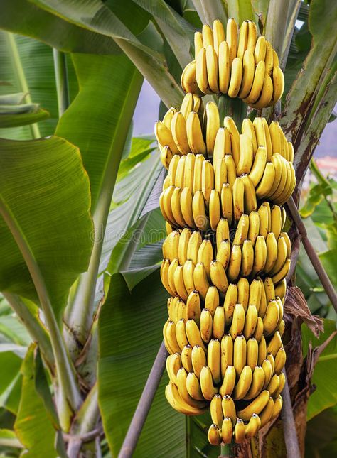 Banana Plant Indoor, Banana Cookies, Banana Fruit, Banana Plants, Banana Tree, Fruit Seeds, Beautiful Fruits, Fruit Plants, Banana Recipes