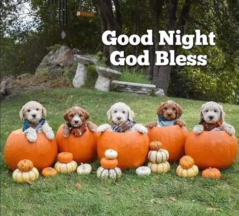 Pumpkin Pictures, Beautiful Farm, Good Night Greetings, Puppy Pictures, Food Fresh, Halloween Pictures, Fall Decorating, Cute Pumpkin, Black Dog