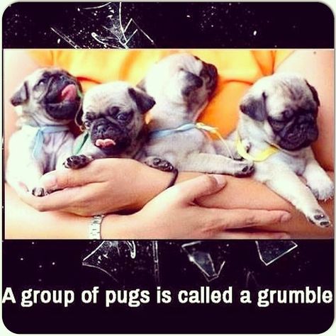 I need a grumble of pugs in my life ❤️❤️Sorry, all.  This was already pinned to this board- meant to pin to another of my boards :-) Hart Animal, National Pug Day, Grumble Of Pugs, Pug Mug, Pugs And Kisses, Baby Pugs, Pug Pictures, Dog Lady, The Pug