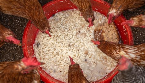 Scraps For Chickens, What To Feed Chickens, Feed Chickens, Chicken Diet, Poultry Farming, Vegetable Scraps, Poultry House, Poultry Feed, Chicken Health