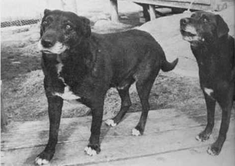 7 Extinct Dog Breeds You've Gotta See to Believe | The Dog People by Rover.com Dog Heaven, Most Popular Dog Breeds, Labrador Retrievers, Extinct Animals, Dog People, Unusual Animals, Rare Animals, Water Dog, Endangered Animals