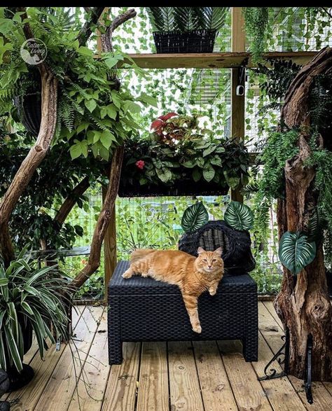 Cat Patios, Outside Cat Enclosure, Catio Ideas, Cat Houses Indoor, Cat Fence, Cat Enclosures, Ideas For Cats, Cat Patio, Cat Hotel