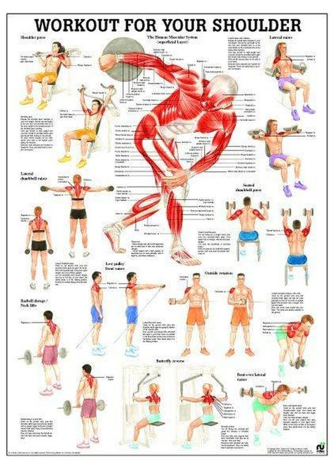 Human Muscular System, Back Workout Men, Ectomorph Workout, Fitness Poster, Workout Man, Trening Sztuk Walki, Volleyball Workouts, Workout Posters, Basic Yoga