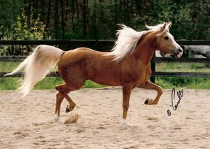 Carriage Horse, Morgan Horses, Kentucky Horse Park, Arabian Stallions, Morgan Horse, Riding Horse, Mini Horse, Horse Pattern, Arabian Horses