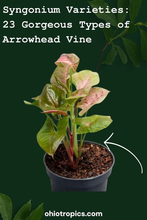 Syngonium adds a tropical flair to your home with its arrow-shaped foliage that features a wide  color palette. They are easy growers, super adaptable and beginner-friendly. Delve into the post  to explore 23 of the most beautiful Syngonium varieties for your home! Syngonium Propagation, Syngonium Varieties, Syngonium Red Arrow, Syngonium Arrowhead, Frosted Heart Syngonium, Syngonium Pink Flecked, Arrowhead Vine, Syngonium Pink Allusion, Houseplant Tips