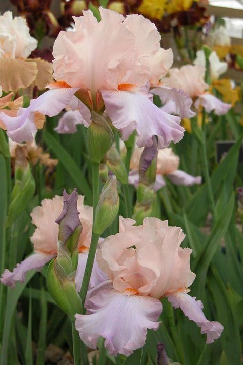 Bearded Iris Bouquet, Iris Core, Royal Bouquet, Iris Varieties, Flower Core, Iris Bouquet, Outside Plants, Tall Bearded Iris, Iris Garden