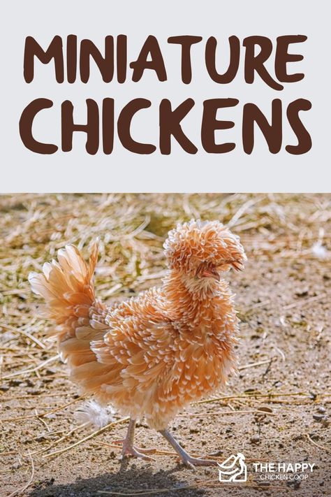 Small Chickens Breeds, Unique Chicken Breeds, Cutest Chicken Breeds, Banty Chickens, Homemade Chicken Minis, Friendly Chicken Breeds, Best Chicken Breeds For Eggs, Small Chicken Breeds, Largest Chicken Breed