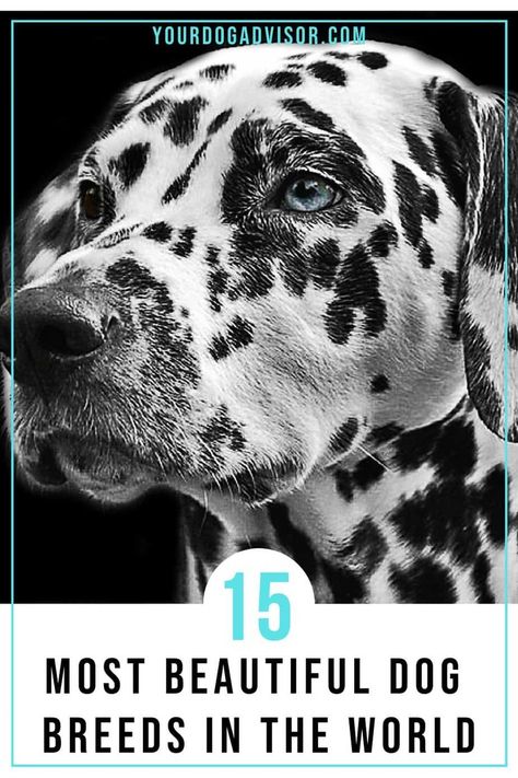 Dog parents, like most parents, are unabashedly biased. They are certain that their dog breeds are the most beautiful dog breeds to have ever lived. But away from the bias and the fact that we already know beauty is only skin deep, there comes a time when we just want to appreciate the incredible creation that is a gorgeous dog. Gorgeous Dog Breeds, Elegant Dog Breeds, Rare Dogs Breeds, Beautiful Dogs Breeds Unique, Worlds Biggest Dog, Unusual Dog Breeds, Hound Dog Breeds, Pure Breed Dogs, Most Beautiful Dog Breeds