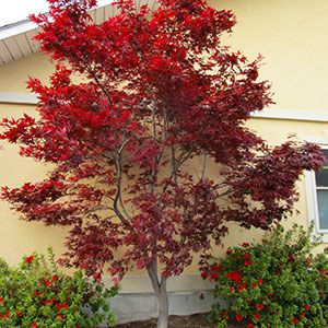 Japanese Maple Tree Varieties, Maple Tree Varieties, Japanese Maple Tree Landscape, Maple Tree Landscape, Japanese Maple Varieties, Japanese Maple Garden, Bloodgood Japanese Maple, Japanese Maple Bonsai, Coral Bark Japanese Maple