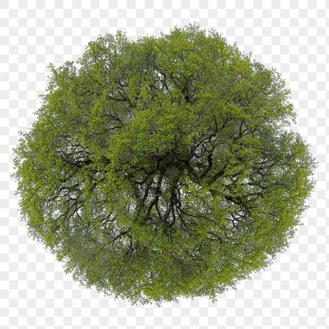 Tree Top View Architecture, Trees In Plan, Tree Top View Png, Tree Plan Photoshop, Tree Plan Png, Tree Top View, Spring Clip Art, Tree Psd, Landscape Texture