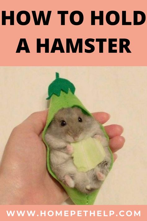 How To Hold A Hamster, Victoria Rachel Hamster, Hamster Knowledge, Hamster Harness, Hamster Facts, Pet Diys, Hamster Cage Ideas, Diy Hamster Toys, Hamster Breeds