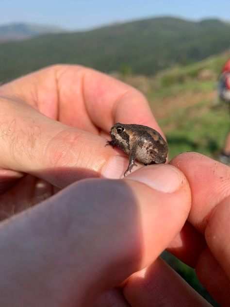 Common Rain Frog (Breviceps adspersus) from Manzini, Eswatini on October 27, 2019 at 07:52 AM by Linda Loffler · iNaturalist Common Rain Frog, African Rain Frog, Rain Frogs, Desert Rain Frog, Types Of Frogs, Rain Frog, Desert Rain, Pet Frogs, Small Frog