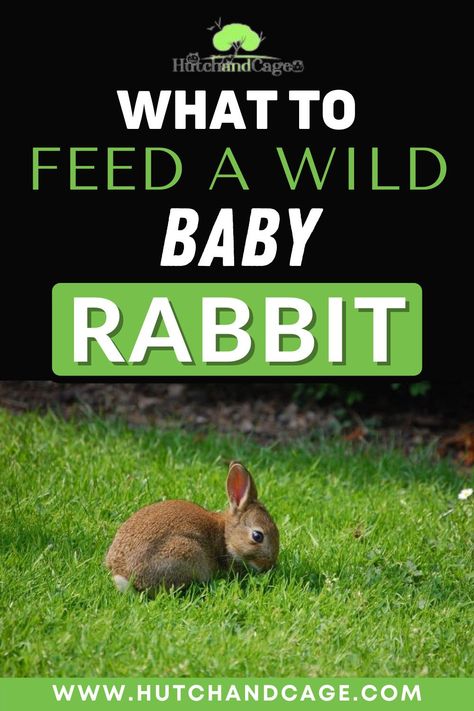 Have you found a wild rabbit that needs to be fed? It is not uncommon to encounter a lone litter or single baby rabbit when walking the dog out in the country or hiking your favorite nature trail. If you do find a wild baby rabbit, your first thoughts are likely to be how you can best meet its needs and help it survive. Wild Rabbit Food, How To Take Care Of Rabbits, What Do Rabbits Eat, What Rabbits Can And Cant Eat, Rabbit Nest, Wild Baby Rabbits, Plants Rabbits Wont Eat, Wild Rabbits, Rabbit Information