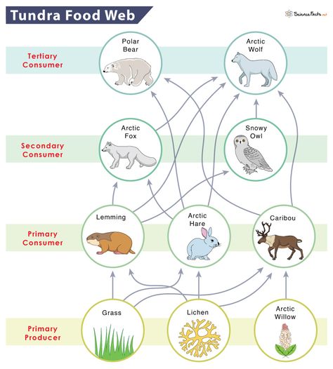 Arctic Food Web, Simple Food Chain, Tundra Biome, Trophic Level, Carnivorous Animals, Arctic Hare, Chemical Energy, Arctic Tundra, Food Web