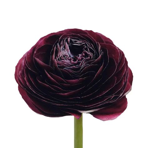 Ranunculus Burgundy 35cm - 100 Stem Bunch Holex Dutch Flower Ranunculus, Burgundy Ranunculus, Stem Boxes, Evening Eye Makeup, Burgundy Dahlia, Lilies Of The Field, Event Centerpiece, Burgundy Flowers, Ranunculus