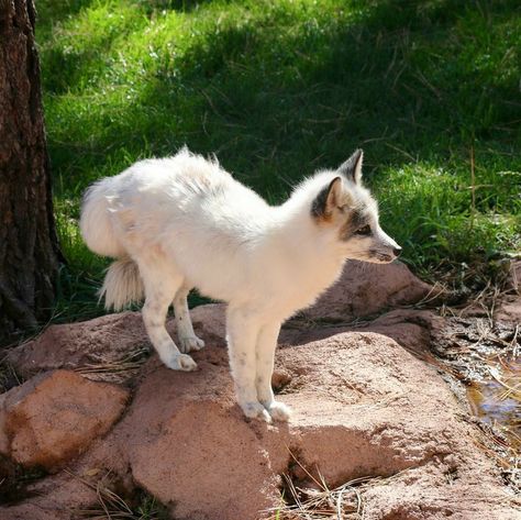 Fox Animal Aesthetic, Marble Fox Photography, Fox Therian Pfp, Coat Reference, Fox Colors, Fox Therian, Cute Foxes, Fox Images, Fox Animal