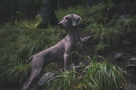 Animal Dog Hunting - Free photo on Pixabay Constipated Dog, Service Dog Training, Weimaraner Dogs, Weimaraner, Canine Companions, Hunting Dogs, Dog Trainer, Service Dogs, Training Your Dog