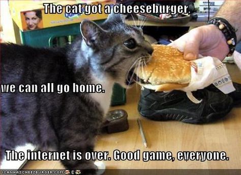 The cat got a cheeseburger, we can all go home.   The internet is over. Good game, everyone. Gatos Cool, Gatto Carino, Cat Eating, Cat Quotes, Funny Animal Pictures, On The Floor, Crazy Cat Lady, Cat Photo, Crazy Cats