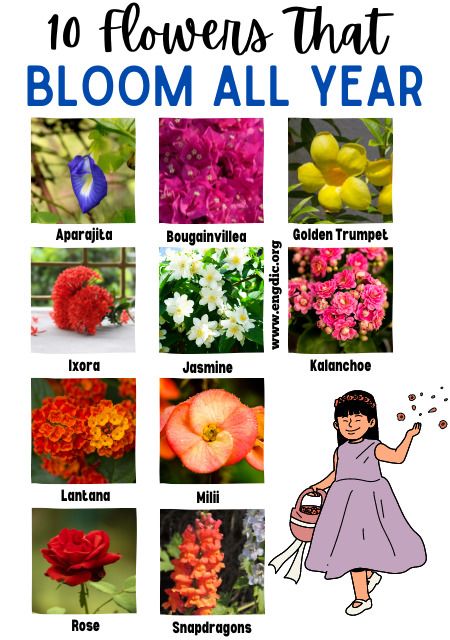 Have you ever wanted to have a garden that blooms year-round? Lucky for you, there are many types of flowers that bloom all year long! Whether you want to brighten your backyard with vibrant colors or create the perfect unique gift for someone special, these top 10 flowers are sure to offer something beautiful in any season. From roses and Jasmine to snapdragons and lantana, this list will give you plenty of options so that your landscape is continuously filled with gorgeous Ixora. Keep reading All Year Flowers, All Season Flowers Plants, Year Long Flowers, Flower All Year Round, All Year Plants Outdoors, Flowers For All Seasons, All Year Flowering Plants, Flowers That Last All Year Long, Blooming House Plants