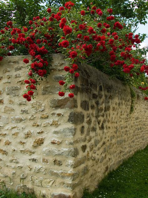 French Garden Flowers Growing, Climbing Rose, French Garden, Climbing Roses, Rose Cottage, Garden Cottage, Stone Wall, Garden And Yard, Garden Wall