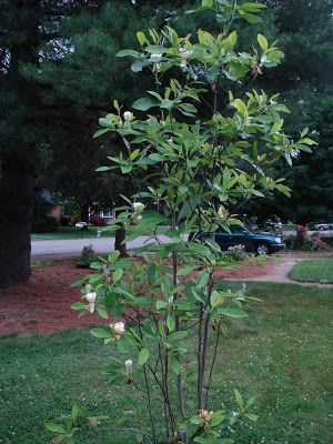 Sweet Bay Magnolia  This one is ok.  Sometimes gets scale insect. Love this magnolia which grows wild in Louisiana Sweet Bay Magnolia, French Landscaping, Magnolia Tree Landscaping, Magnolia Bush, Side Gardens, River Birch Trees, Natural Gardening, Lake Landscaping, Outdoor Makeover