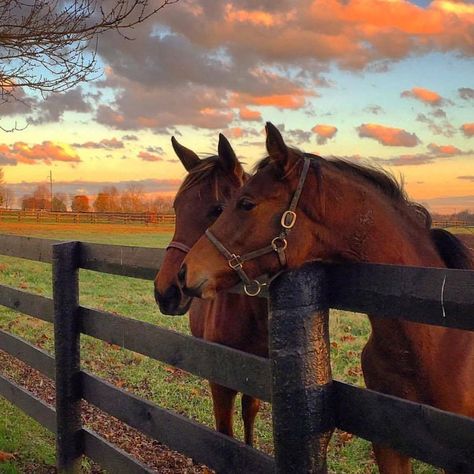 Kentucky Tourism, Horse Colours, Country Vibe, Prints Ideas, Yee Yee, Slight Edge, Country Ideas, Two Horses, Horse Aesthetic