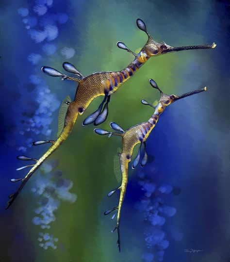 Sea Dragon Drawing, Weedy Sea Dragon, Ocean Beauty, Tropical Freshwater Fish, Fauna Marina, Sea Horses, Beautiful Sea Creatures, Awesome Animals, Sea Dragon