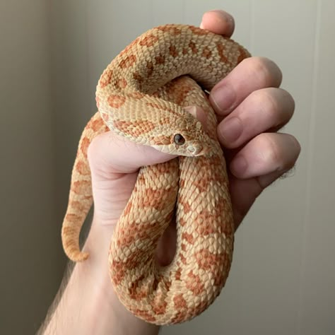 Hog Nose Snake Morphs, Hognose Snake Morphs, Western Hognose, Western Hognose Snake, Rare Albino Animals, Hognose Snake, Colorful Snakes, Pretty Snakes, Reptile Room