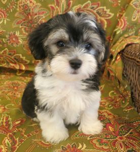 Dog Grooming Shih Tzu, Havanese Breeders, Havanese Haircuts, Havanese Puppies For Sale, Puppy List, Havanese Puppy, Maltipoo Puppies For Sale, Maltipoo Puppies, Dog Haircuts