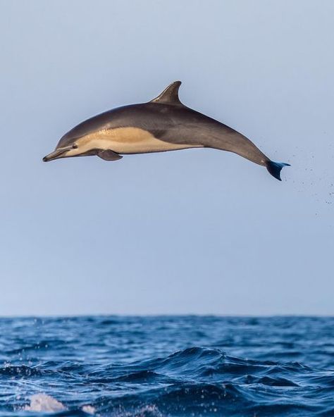 Delaney Trowbridge on Instagram: "Here’s a short-beaked common dolphin leaping from the warm, summer sea! The late afternoon sun perfectly illuminated the colors and patterns that belong to this beautiful species. Taken aboard @pacificoffshore #commondolphins #dolphins #whales #whalewatching #wildlifephotography #naturephotography #teamcanon #shotoncanon #oceans #californiacoast #newportbeach #visitcalifornia #wildlifephotographer #earthcapture #earthofficial" Short Beaked Common Dolphin, Dolphin Side View, Dolphin Reference, Dolphin Photography, Common Dolphin, Dolphin Photos, Dolphin Art, Sea Mammal, Bottlenose Dolphin