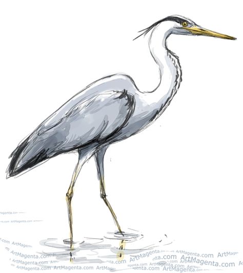 Heron Illustration, Crane Drawing, Heron Tattoo, Heron Bird, Heron Art, Grey Heron, Bird Watercolor Paintings, Bird Sketch, Colour Art