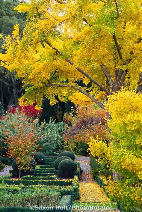 Ginkgo biloba (Maidenhair Tree) in fall color. Maidenhair Tree, Garden Library, Autumn Scenes, Summer Plants, Ginkgo Biloba, The Bay Area, Pool Landscaping, Fall Foliage, Garden Paths