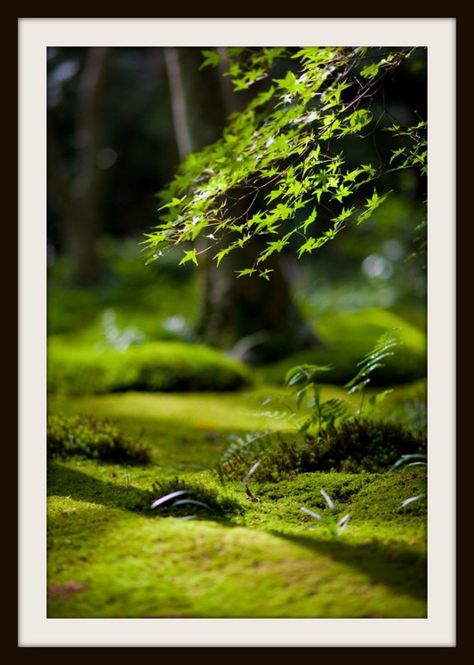 Tree Moss Covered, Moss Garden, Forest Floor, Alam Yang Indah, Garden Cottage, On The Ground, Japanese Garden, In The Woods, Nature Beauty