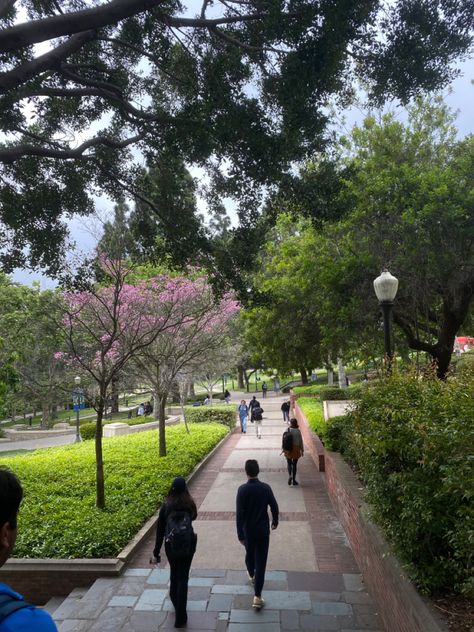 Ucla Campus Aesthetic, Ucla Aesthetics, 2024 Intentions, Uc Irvine Campus, Ucla University, Ucla Campus, California University, America Aesthetic, Campus Aesthetic